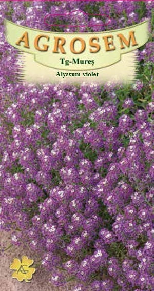 Alyssum violet 0,15g