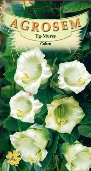 Cobea 2sem