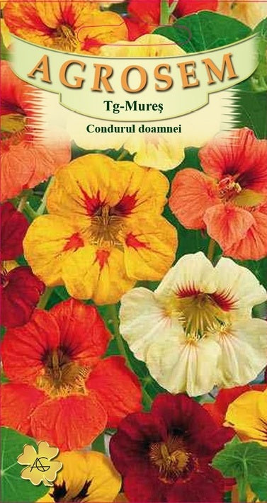 Condurul doamnei 8sem