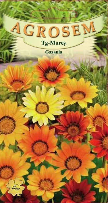 Gazania 0,1g