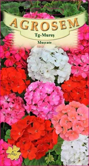 Muşcate - 3seminte