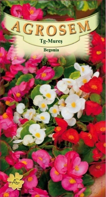 Begonia 4g