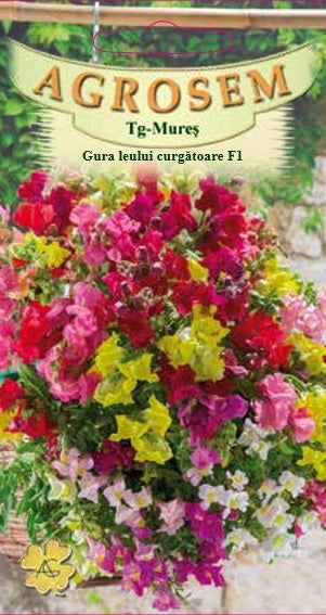 Gura leului curgătoare F1 15sem