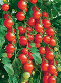 Seminte tomate RED CHERRY F1