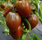Tomate Shokoladovo Inima ciocolatie