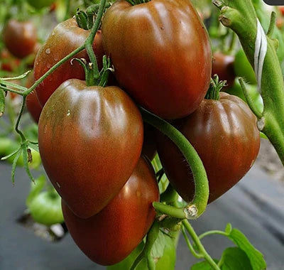 Tomate Shokoladovo Inima ciocolatie