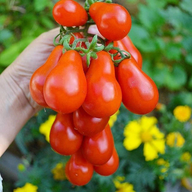 Radana Pearshape (60 seminte) rosii mici in forma de para, Seklos
