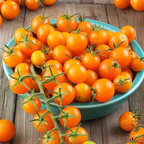 Rosii Cherry Portocalii tomate cherry productive