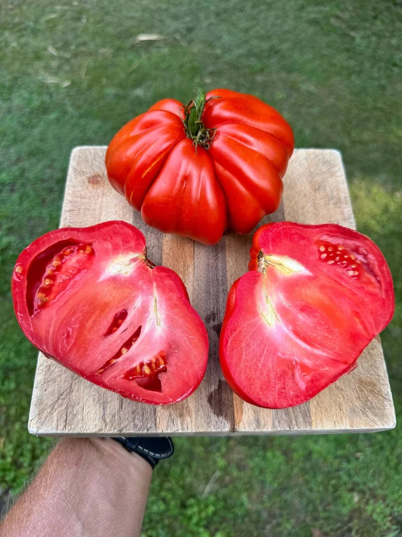 HIBRID TOMATE Pearson Sel d’Albenga F1