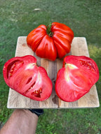 HIBRID TOMATE Pearson Sel d’Albenga F1