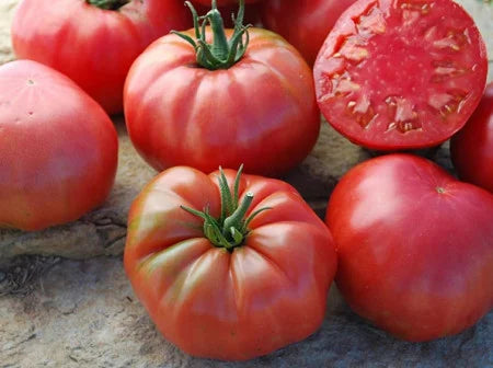 Rozov Gigant tomate roze gigant soi traditional bulgaresc