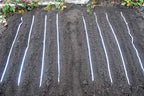 Mixtură: Morocv, Pătrunjel Rădăcină, Păstârnac – seminte pe banda3x1.33m