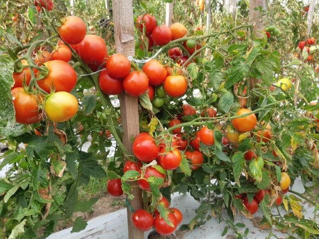 Seminte Tomate MARIUCA 0.4 gr