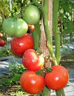 Seminte Romanesti TOMATE BUZAU 22 AGROSEM 0.2g